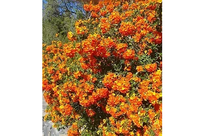 Vakantiehuis Ontspannende vakantie Tijarafe