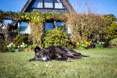 Vakantiehuis Ontspannende vakantie Butjadingen