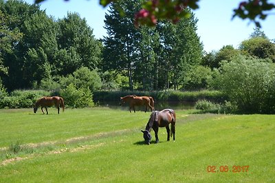 Appartamento Vacanza con famiglia Rendsburg