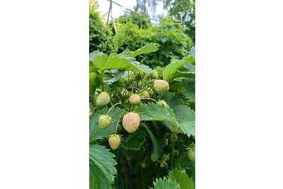 Edler Altbau, 2,80m breites