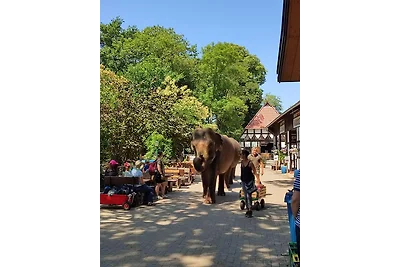 Elefant