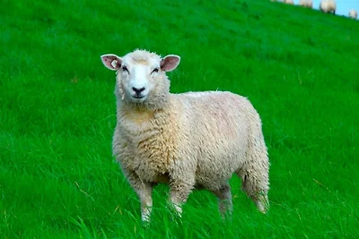 Ferienwohnung FLUT in Carolinensiel