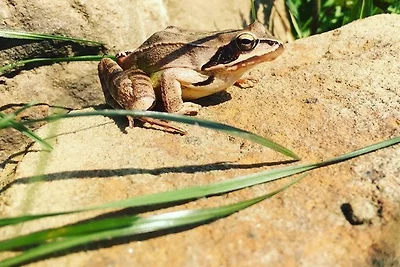 Prima Klima Villa - Ferienwohnung