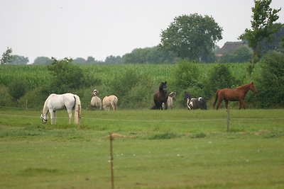 Vakantieappartement Gezinsvakantie Stoltebüll