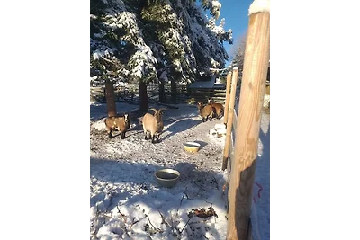 Ferienwohnung Sonnenschein mit