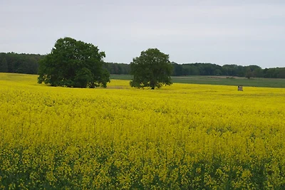 Ferienhaushälfte an der Müritz