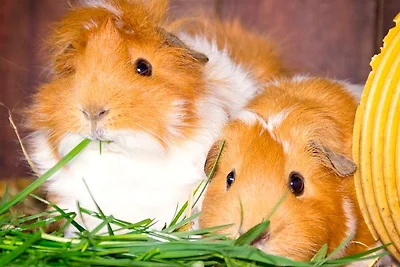 Ferienhof Mau "Appartementhaus