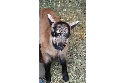 Mühlenhof Soderstorf Wohnung F