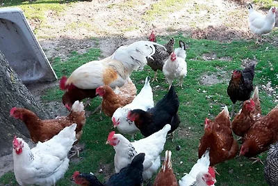 Ferienwohnung Helmsstrasse II