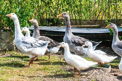 Ferienhaus Ostseewind - ABC583