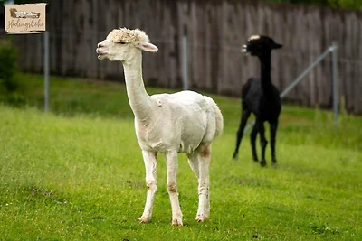 Vakantieappartement Gezinsvakantie Hohnstein