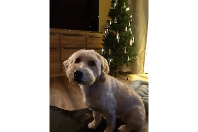 Kaminfeuer - Happy Harz