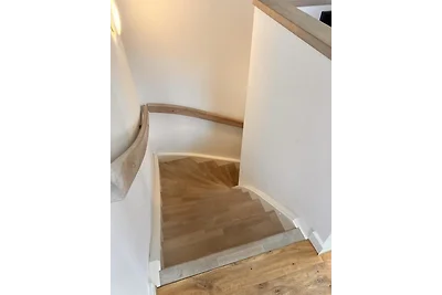 Sturmmöwe, Haus an den Salzwiesen