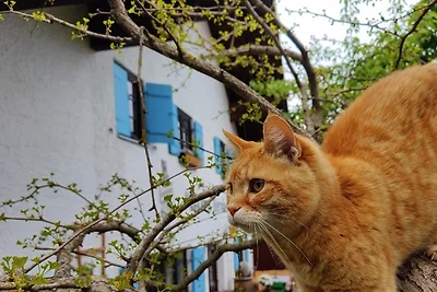 Ferienhaus Käsküche