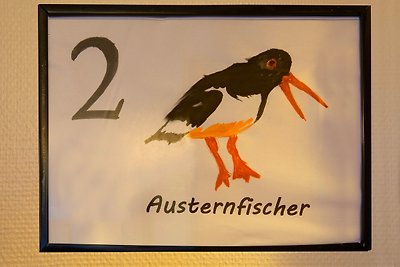 Austernfischer