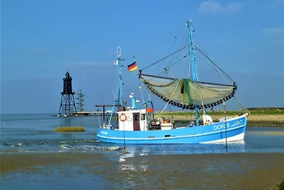 de Leuchtviol
