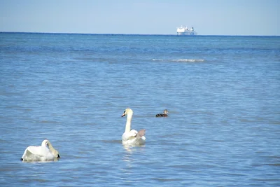 Ferienhaus Bolliger Apartment 1