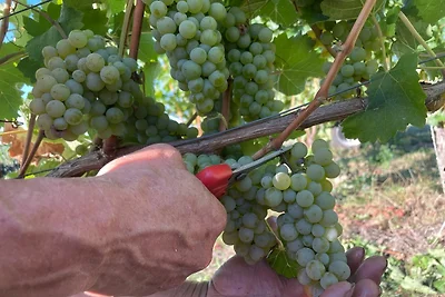 Appartamento Vacanza con famiglia Vogtsburg im Kaiserstuhl