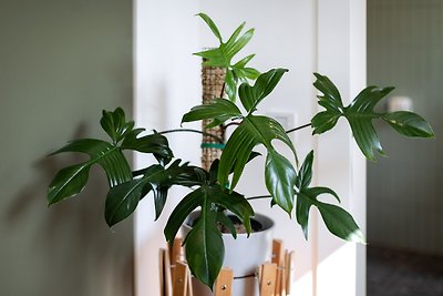 Balcony Apartment 02 - Urban Jungle