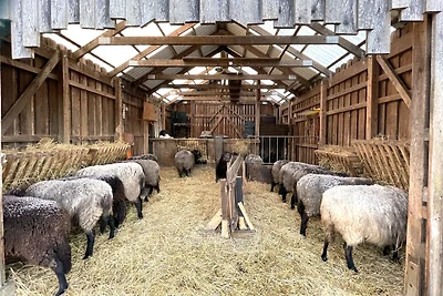 Zirkuswagen auf dem Lämmerhof