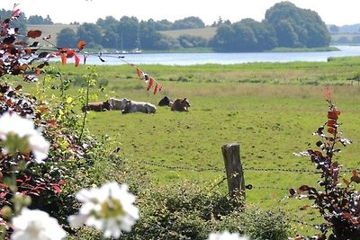 Vakantiehuis Ontspannende vakantie Brodersby