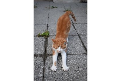 Zum Gänseglück