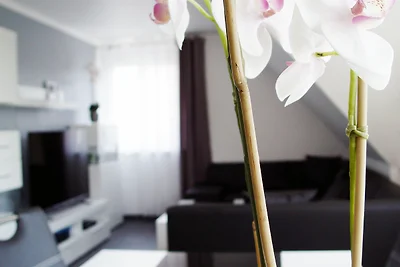 La Domus Premium