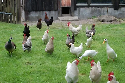 Vakantieappartement Gezinsvakantie Tetenbüll