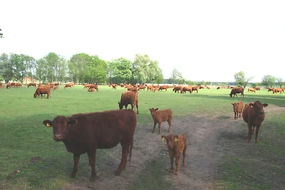 Ferienhaushälfte an der Müritz