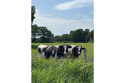 Viebenhof - Swienhuck