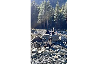 Ferienwohnung Chow Chow