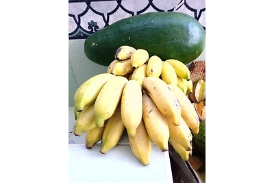 Vakantieappartement Gezinsvakantie Havanna