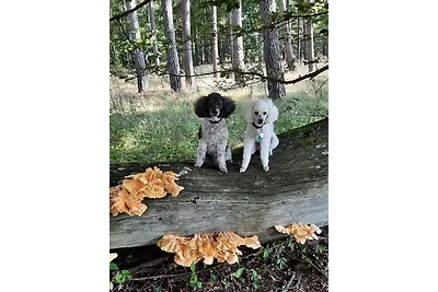 Vakantieappartement Gezinsvakantie Stavenhagen