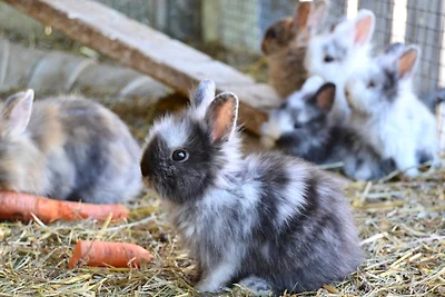 Gänseblümchen