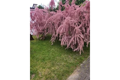 Villa Viktoria Whg. 11 -