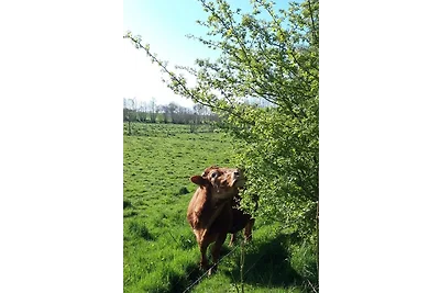 Hof Rüsch - FeWo Fohlenkoppel