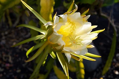 Domek letniskowy Urlop wypoczynkowy Fuencaliente