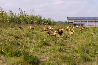 Ferienwohnung Hühnernest