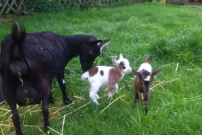 Ferienhof Heidemann (auch 2