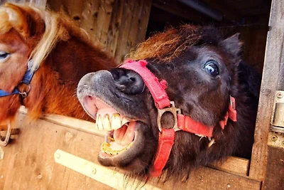 Vakantieappartement Gezinsvakantie St. Georgen