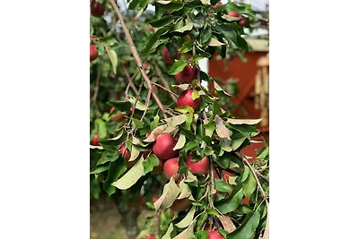 Schönes Ferienhaus mit Garten &