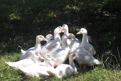 Ferienhof Heidemann (auch 2