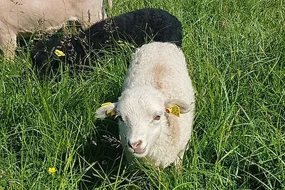 Ferienhof Mau "Appartementhaus