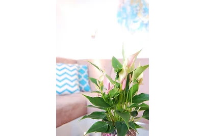 Appartamento Vacanza con famiglia Grömitz