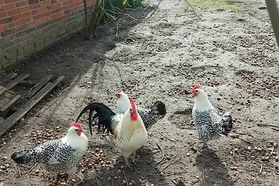 Appartamento Vacanza con famiglia Ihlow