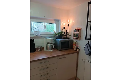 Apart Lachmöwe