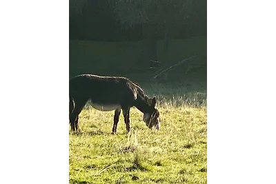 MondStube | Oben Rechts