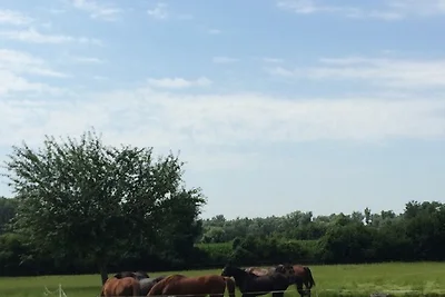 Ferienwohnungen Hackerhof