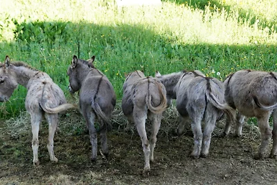 Alloggio Agriturismo 