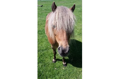 Ferienhof Mau "Appartementhaus